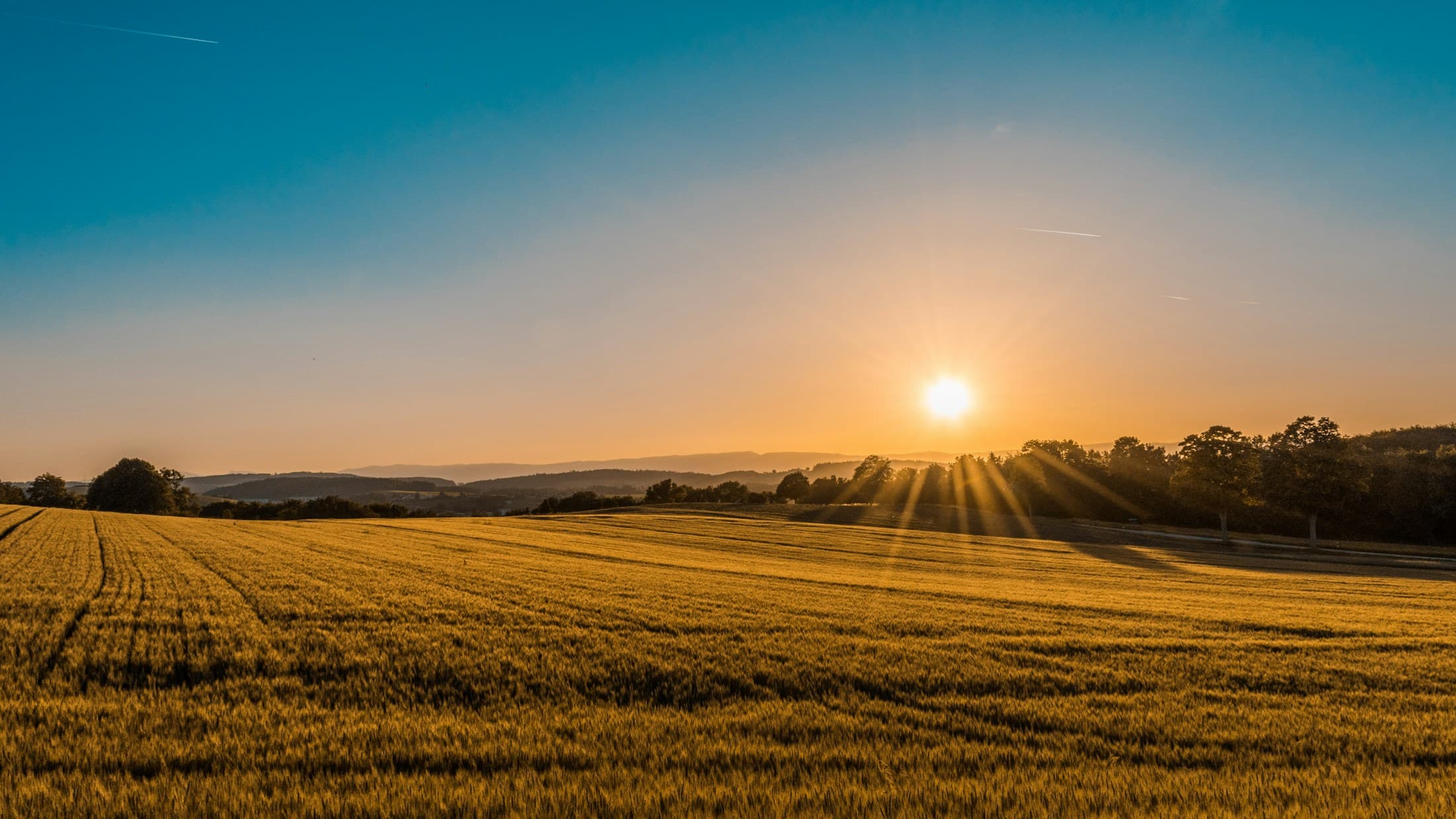 Golden fields in warm sunlight